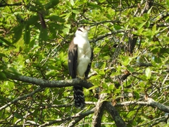 Micrastur semitorquatus