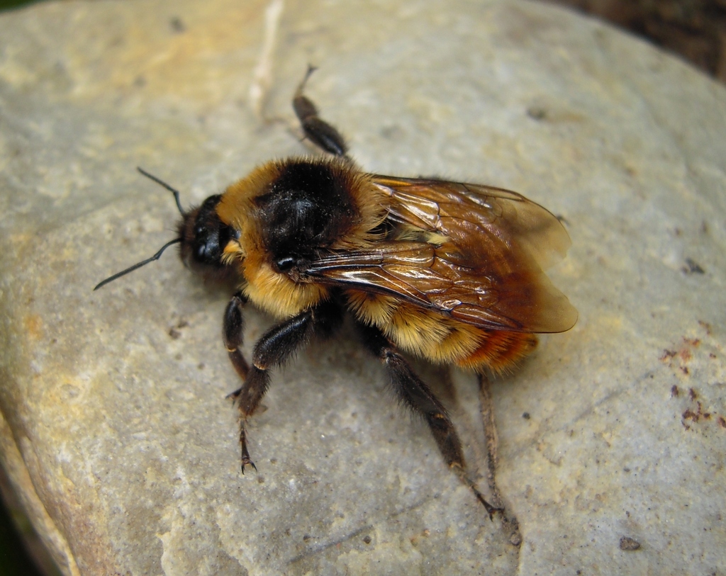 Orange-tipped Bumble Bee