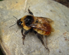 Bombus opifex