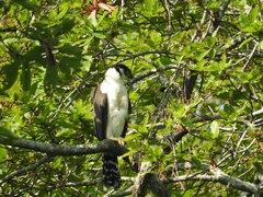 Micrastur semitorquatus