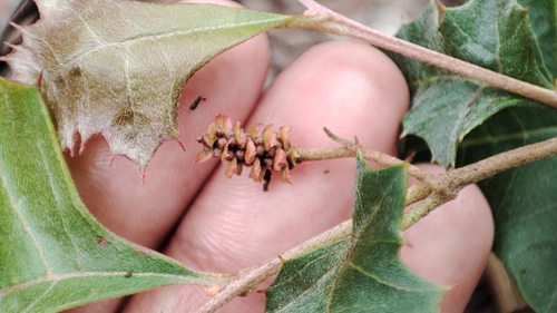 Grevillea steiglitziana, photograph 6