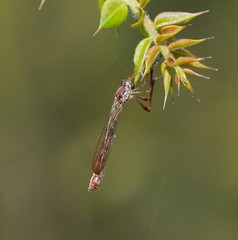 Leptogaster