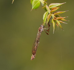 Leptogaster