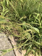 Sorghum arundinaceum