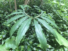 Arisaema thunbergii urashima