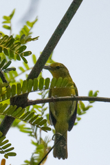 Aegithina lafresnayei