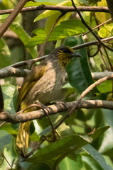 Pycnonotus finlaysoni