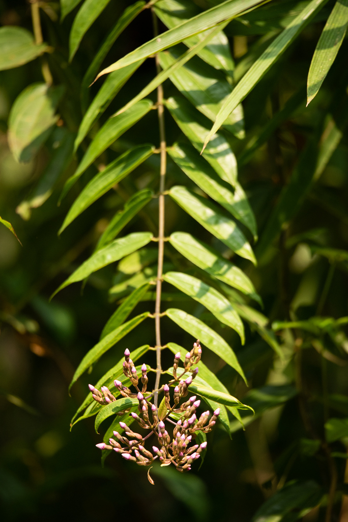 Diplectria barbata (Diplectria barbata)