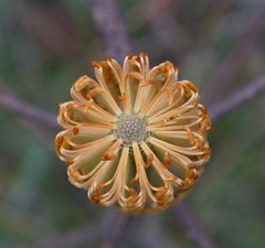 Banksia neoanglica