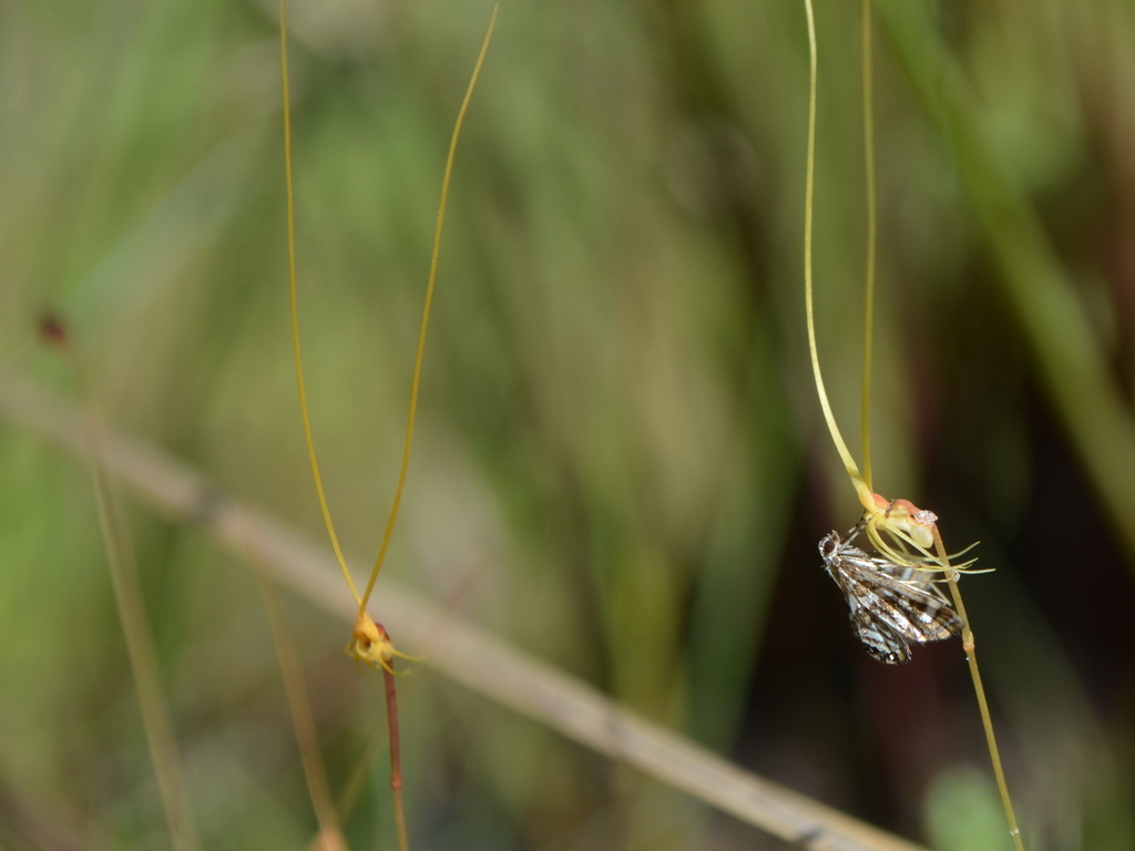 Utricularia capilliflora F.Muell. 2