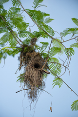 Cymbirhynchus macrorhynchos