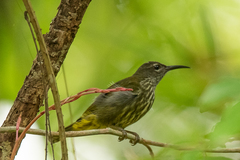 Kurochkinegramma hypogrammicum