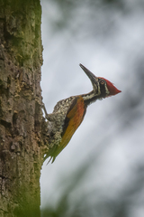 Chrysocolaptes guttacristatus