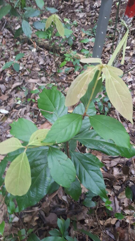 Bolly Gum In January 2024 By Julie4413 INaturalist   Large 