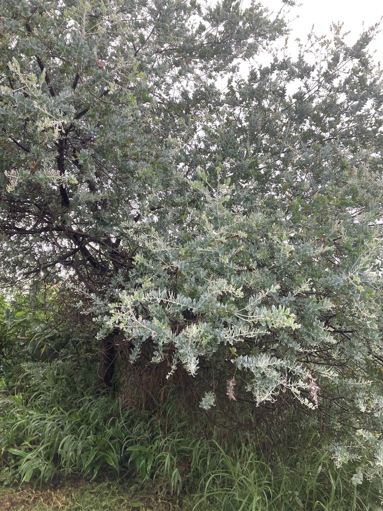 Queensland silver wattle from Irene St, Tugun, QLD, AU on January 15, 2024 at 0611 PM by kyooki