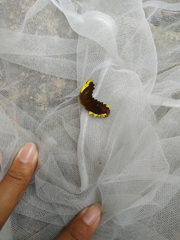 Gynautocera rubriscutellata