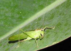 Hexacentrus unicolor