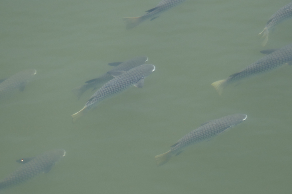 Diamond-scaled Mullet
