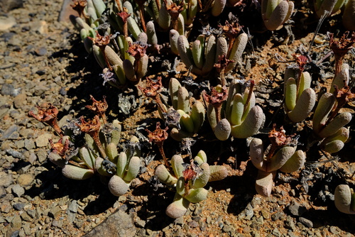 Peersia vanheerdei