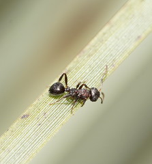 Pseudonotoncus hirsutus