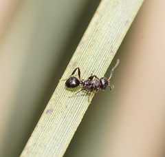 Pseudonotoncus hirsutus