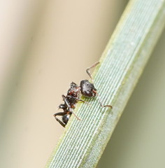 Pseudonotoncus hirsutus
