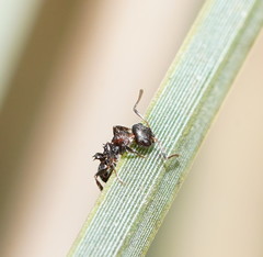 Pseudonotoncus hirsutus