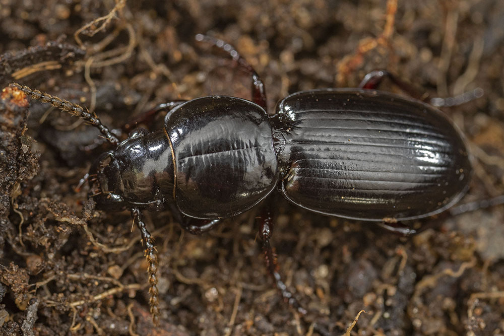 Percolestus