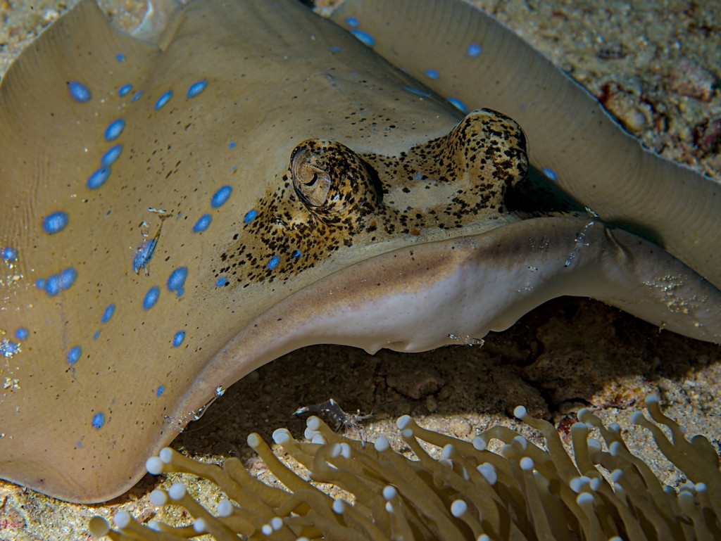 Moluccan Bluespotted Maskray
