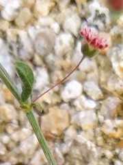 Eriogonum gracillimum
