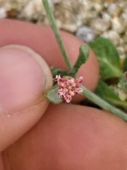 Eriogonum gracillimum