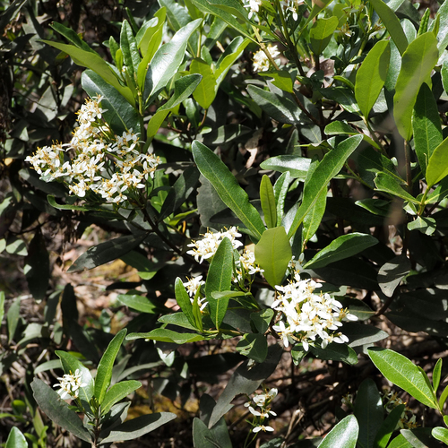 Image of Olearia viscosa by no rights reserved