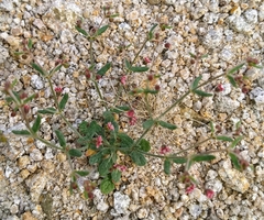 Eriogonum gracillimum