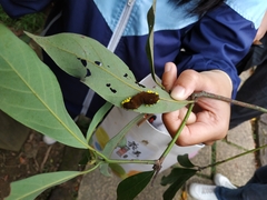 Gynautocera rubriscutellata