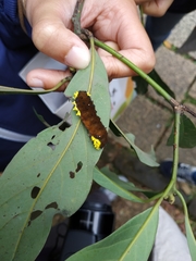 Gynautocera rubriscutellata