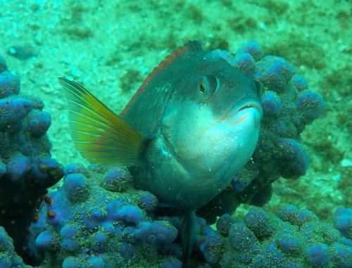 Crimsonband wrasse (Notolabrus gymnogenis) — Labridae — 3