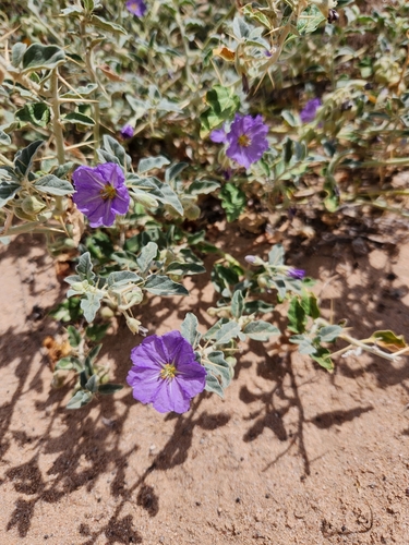 Solanum karsense