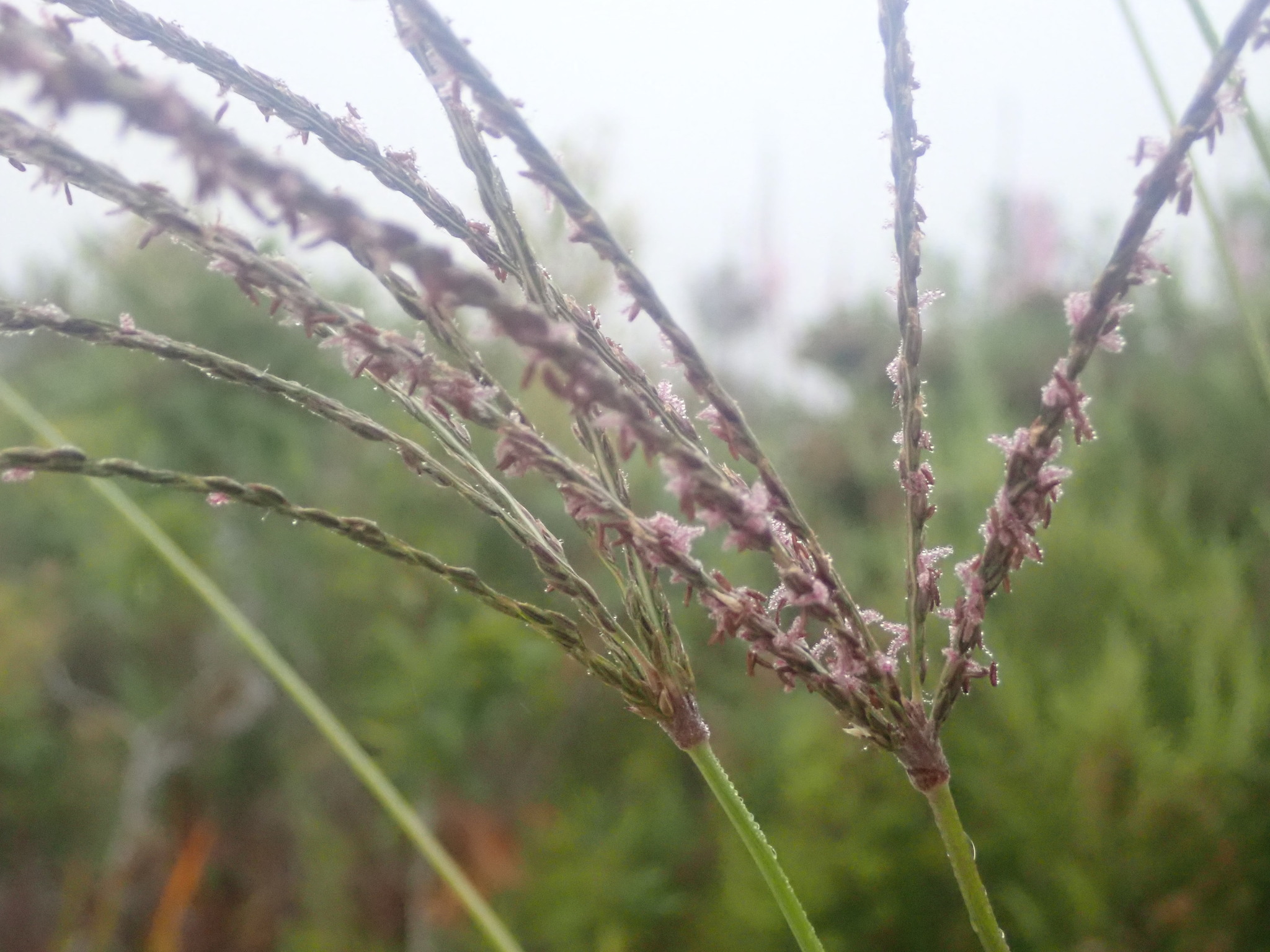 Imagem de Capim-urochloa