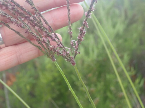 Foto de Capim-urochloa