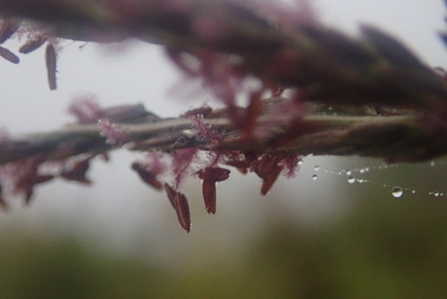Foto de Capim-urochloa