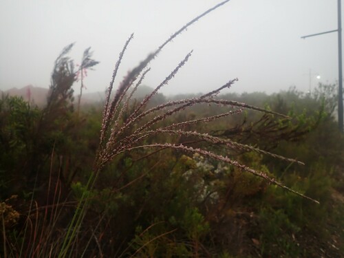 Foto de Capim-urochloa