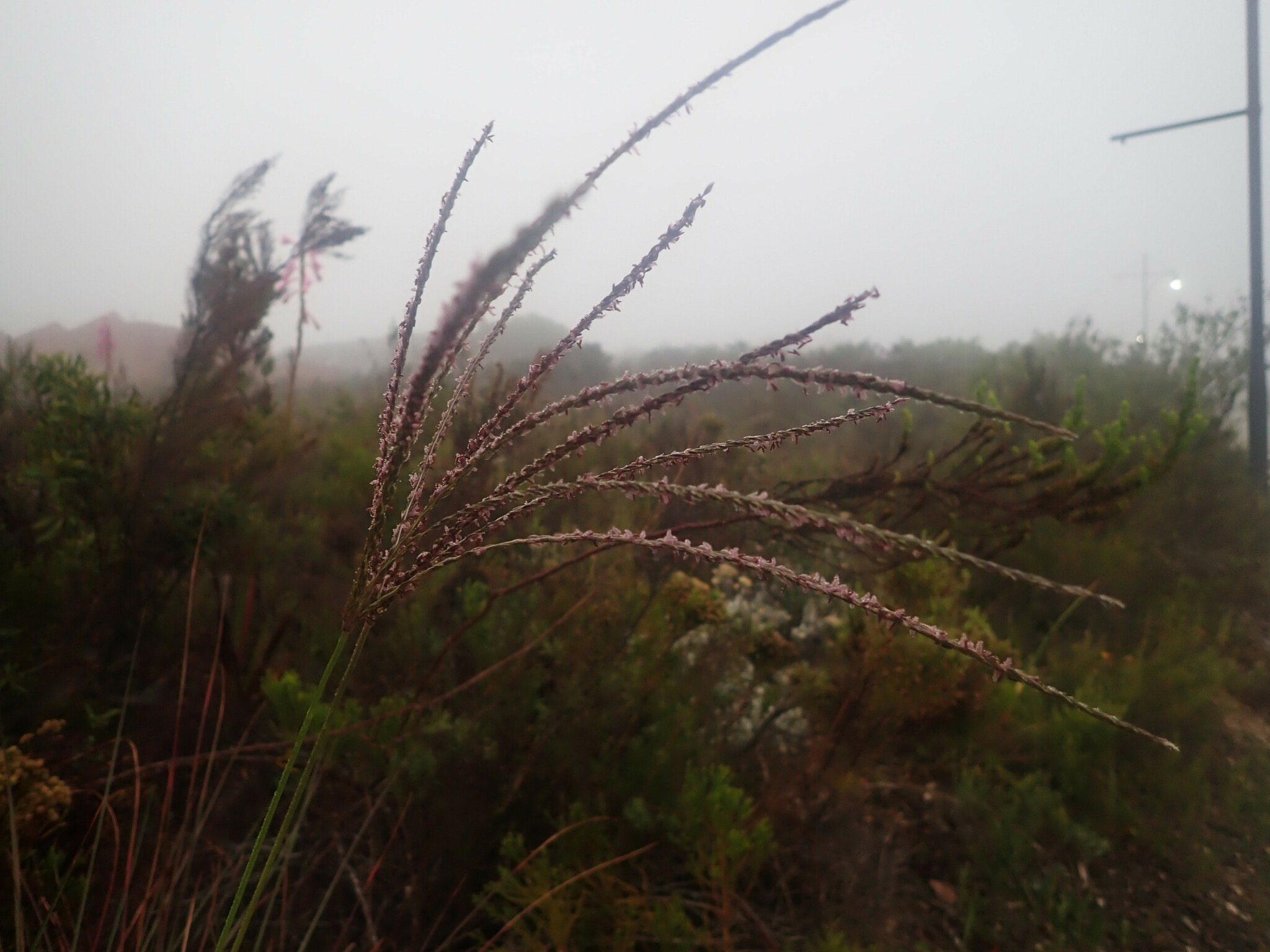 Imagem de Capim-urochloa