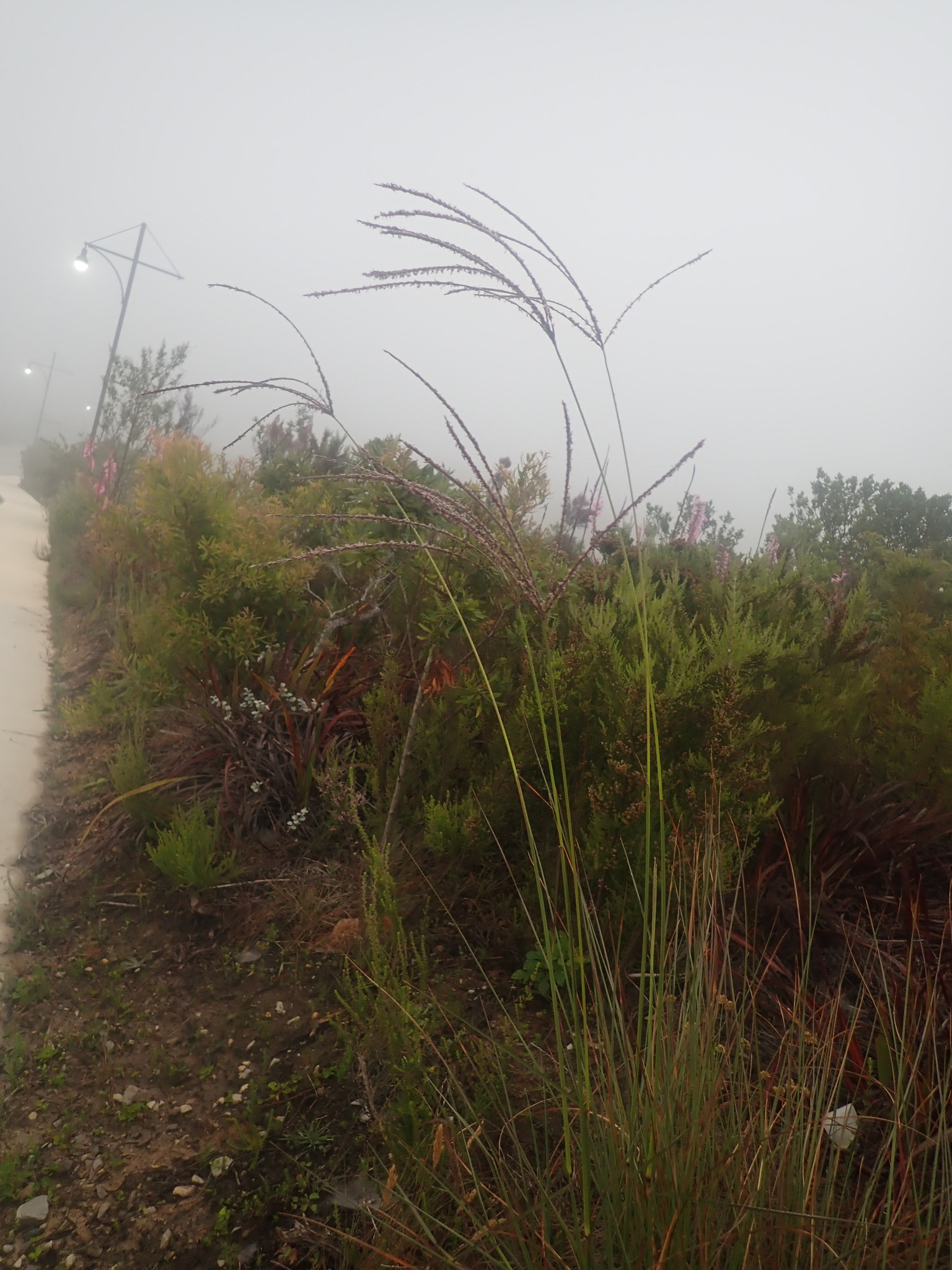 Imagem de Capim-urochloa