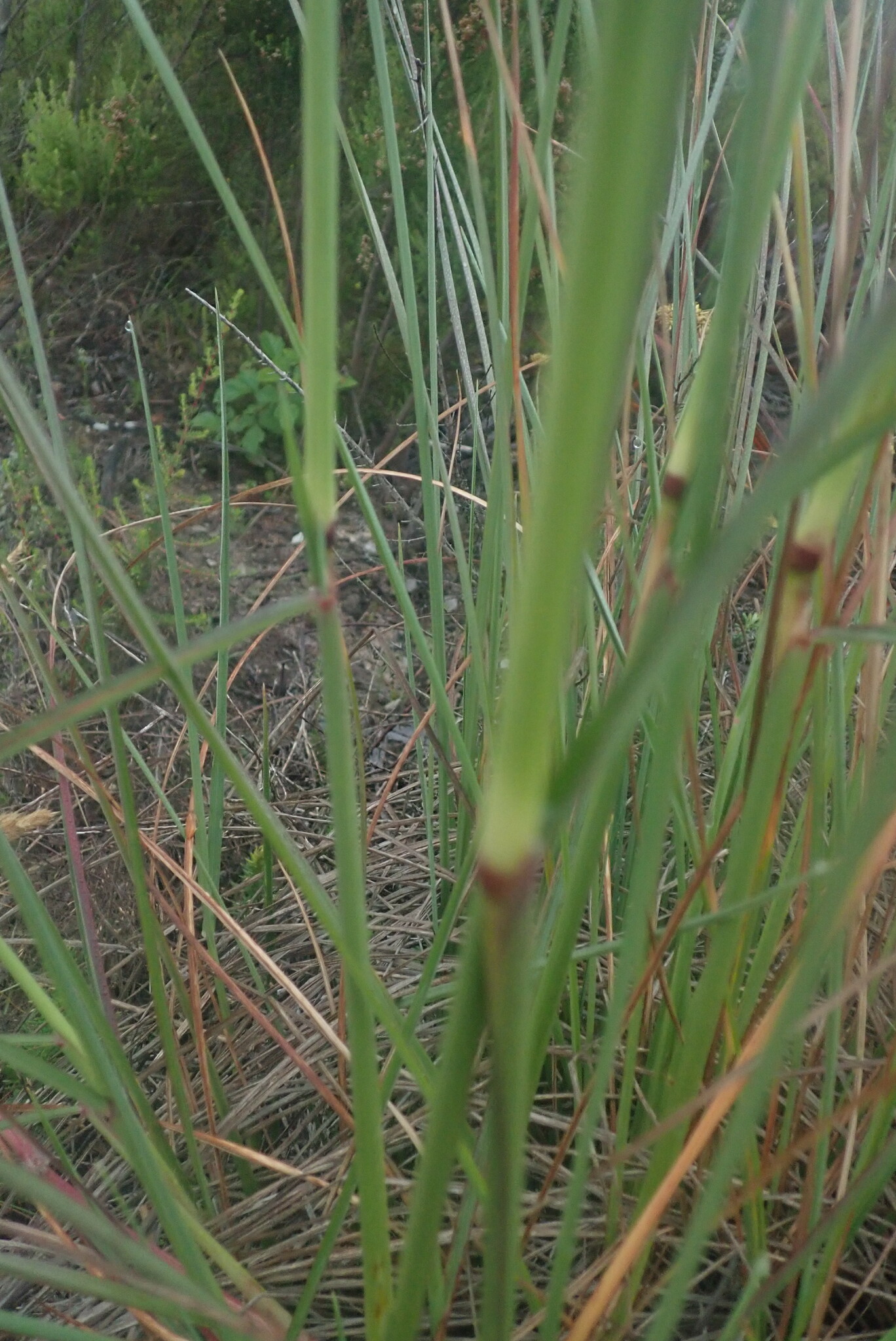 Imagem de Capim-urochloa