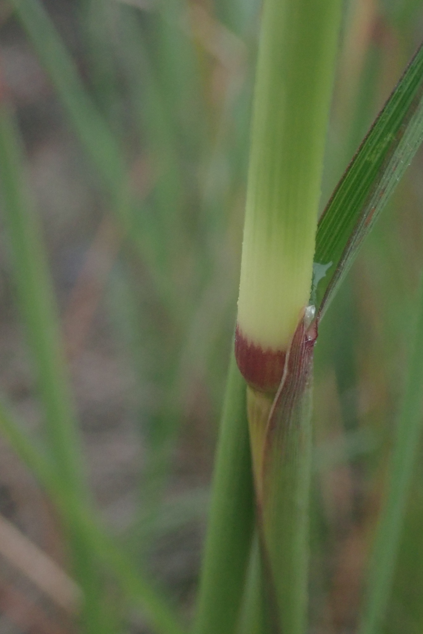 Imagem de Capim-urochloa