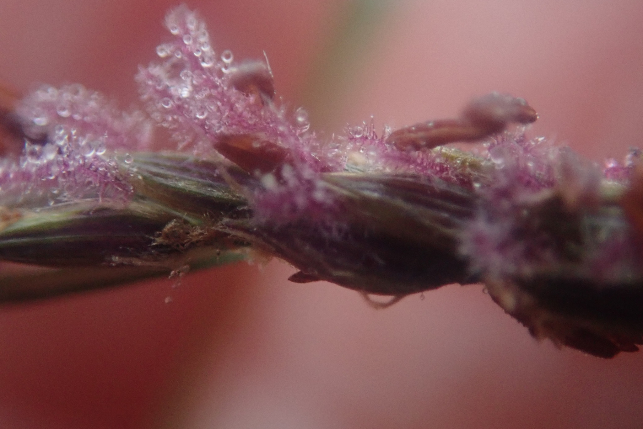 Imagem de Capim-urochloa