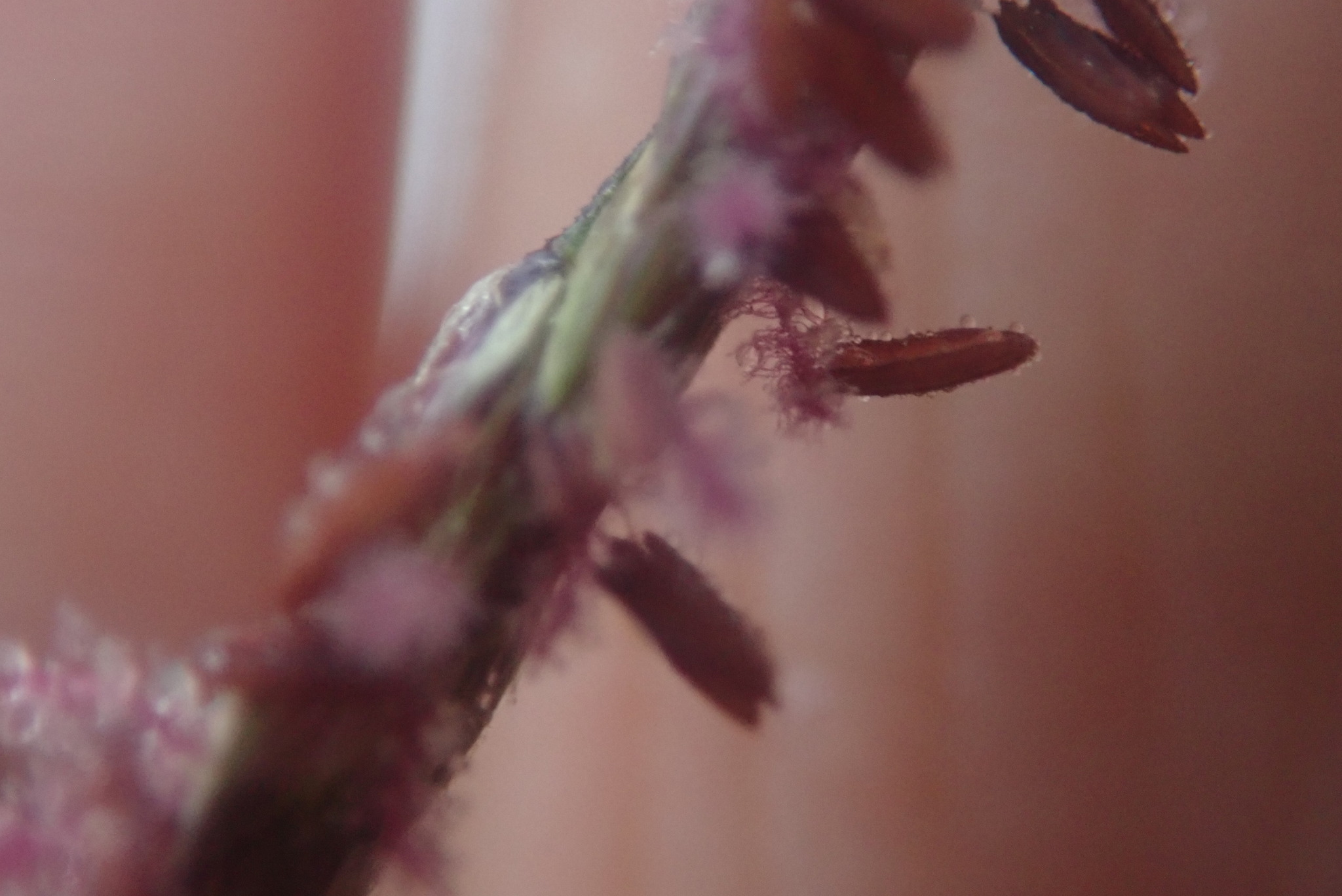 Imagem de Capim-urochloa