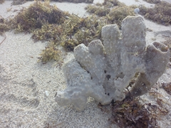 Callyspongia aculeata