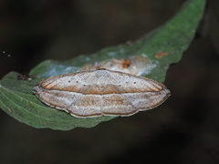 Nadagara vigaia
