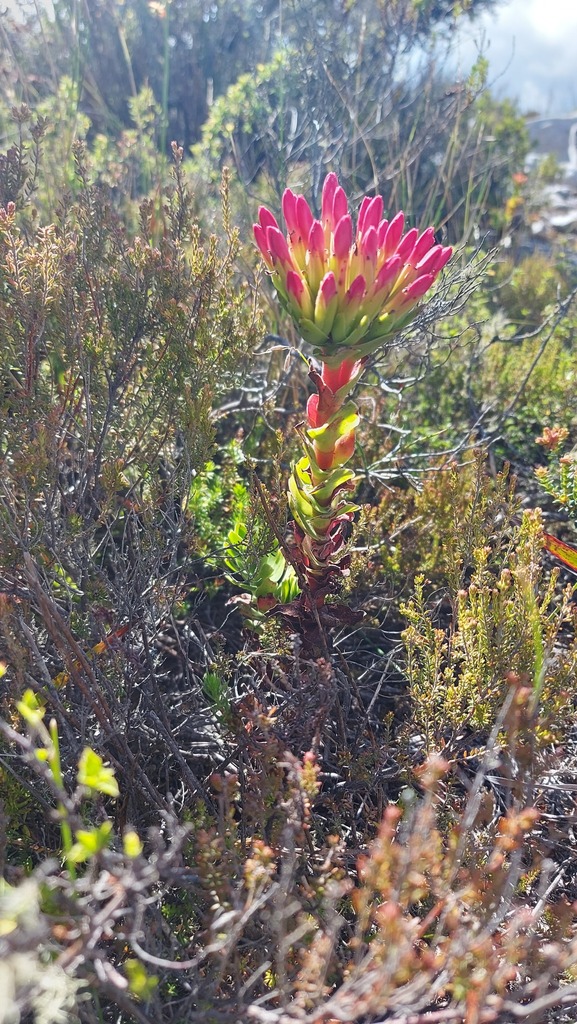 Crassula coccinea 2